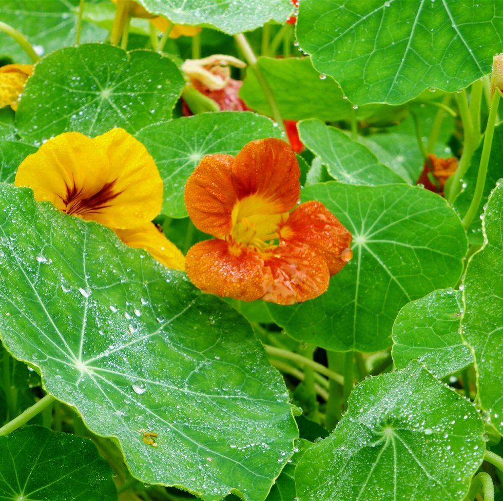  nasturtium flowers and leaves flowers for bees