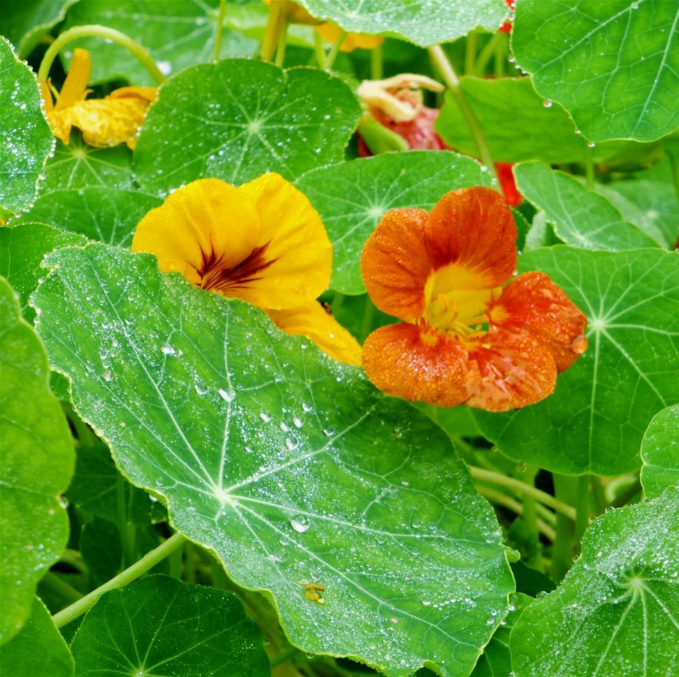  nasturtium flowers and leaves flowers for bees