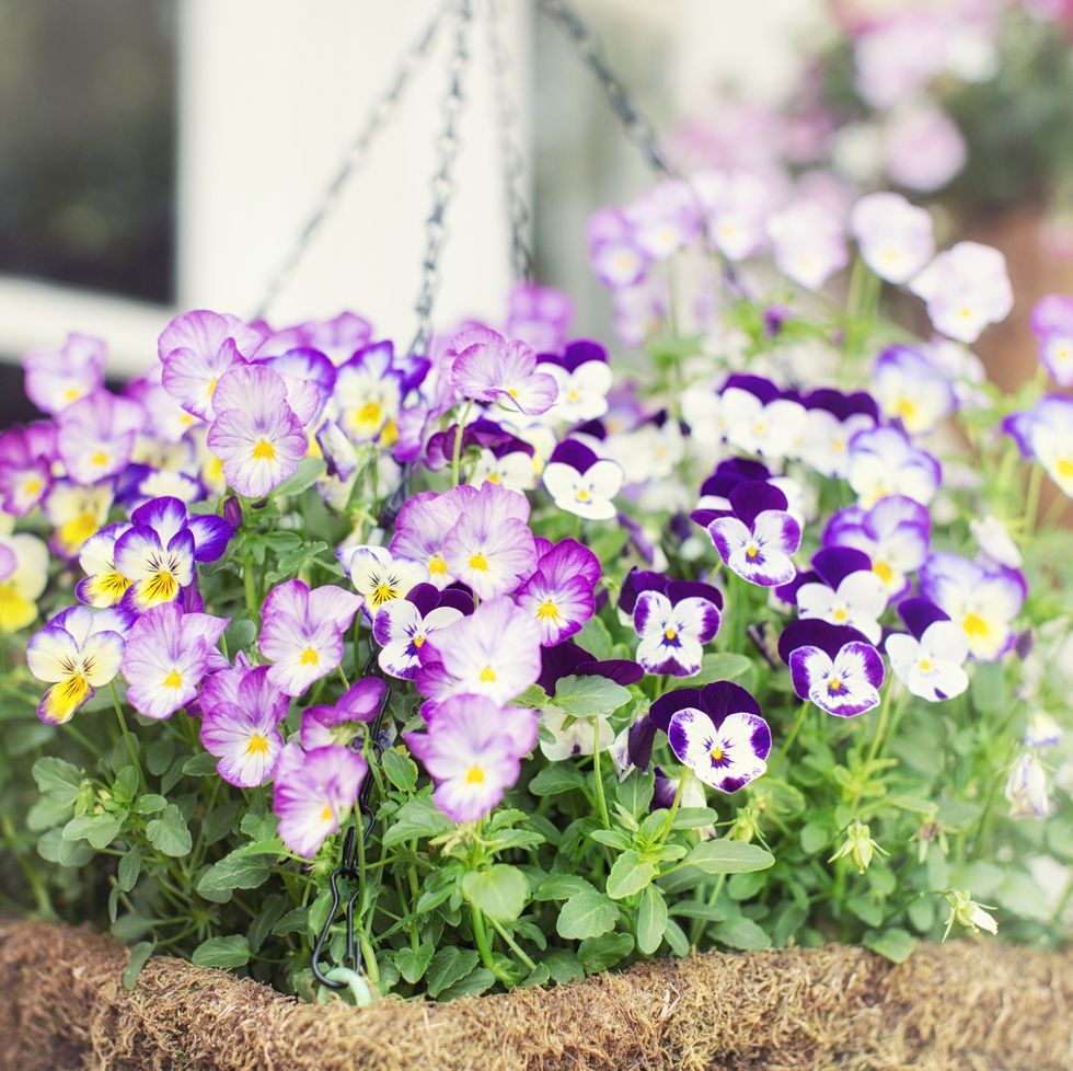 pansy flowers in a hanging basket flowers for bees