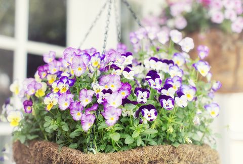 Pansy flowers in a hanging basket