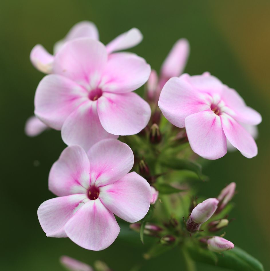 pink phlox flowers for bees