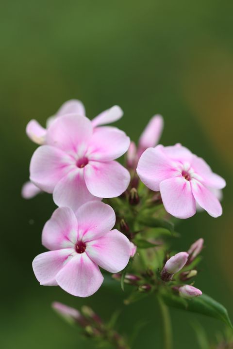 Flowering Phlox