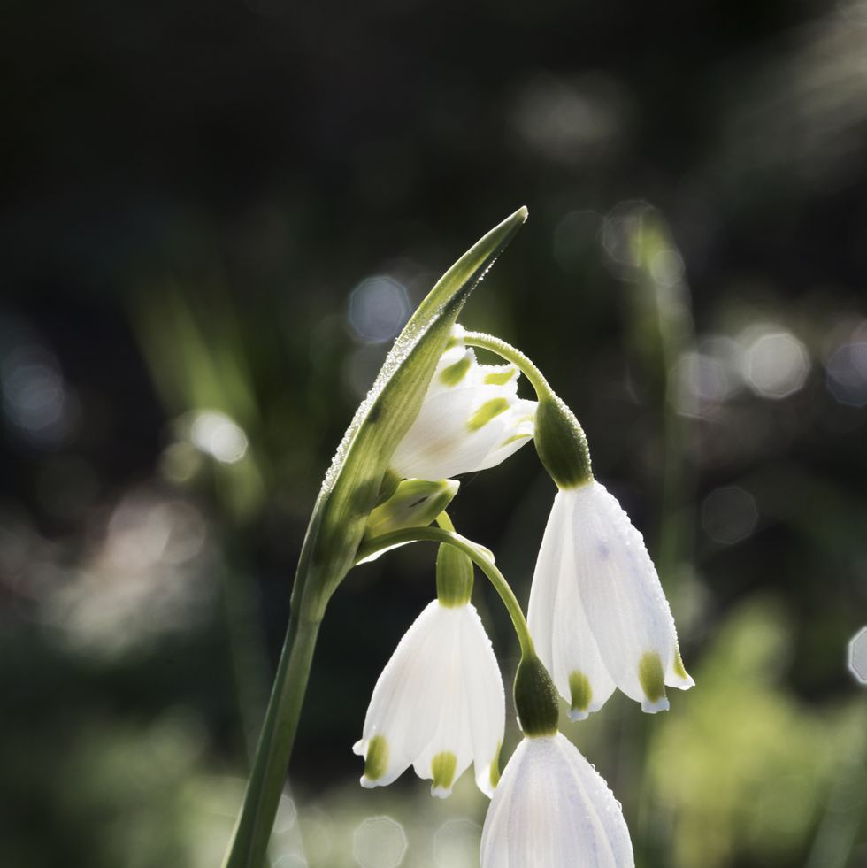 snowdrop flowers for bees