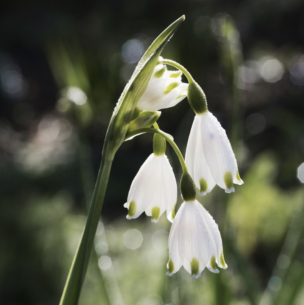 snowdrop flowers for bees