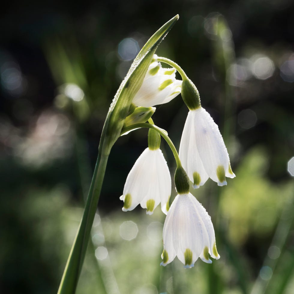 snowdrop flowers for bees