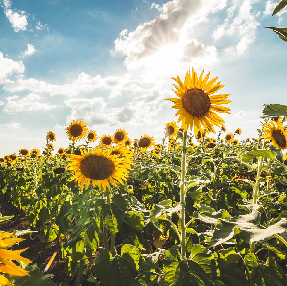 field of sunflower flowers for bees