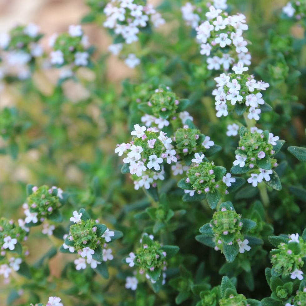 blossoming thyme flowers for bees