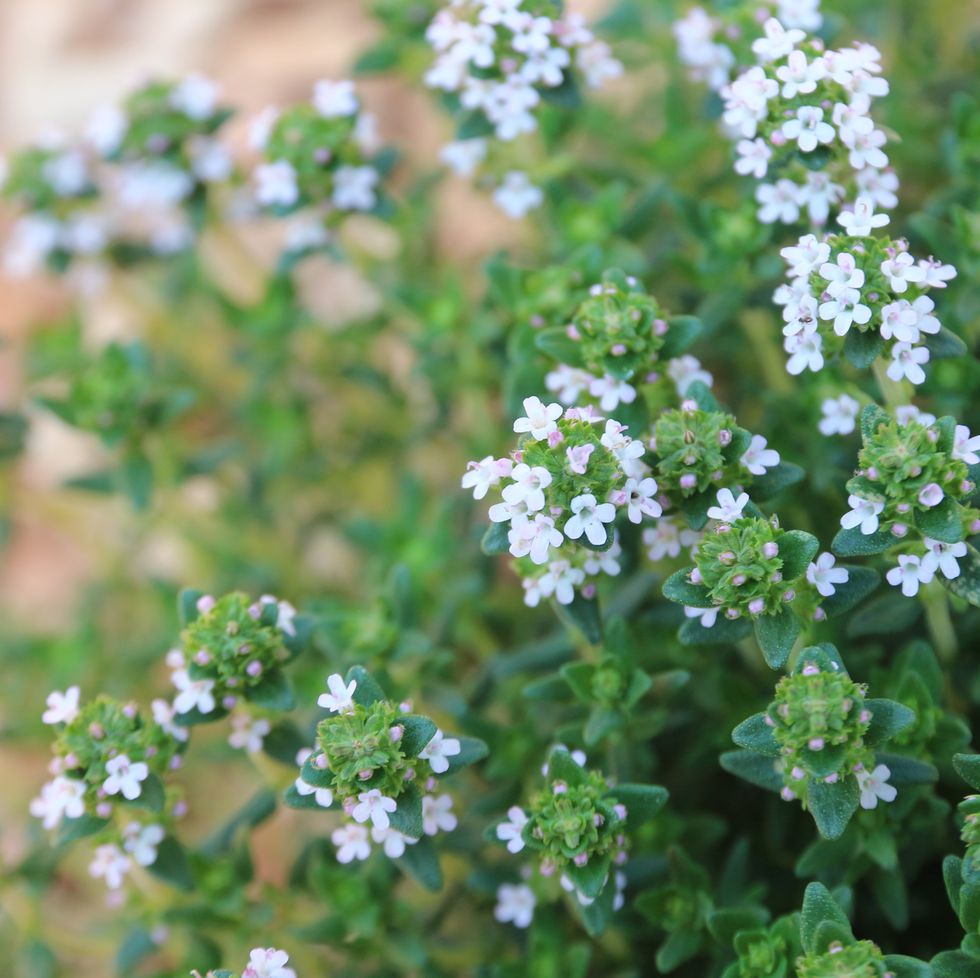blossoming thyme flowers for bees