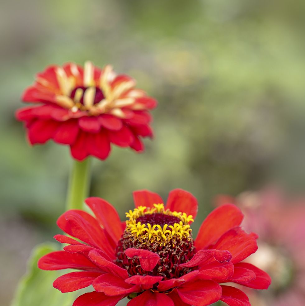 red zinnia flowers for bees