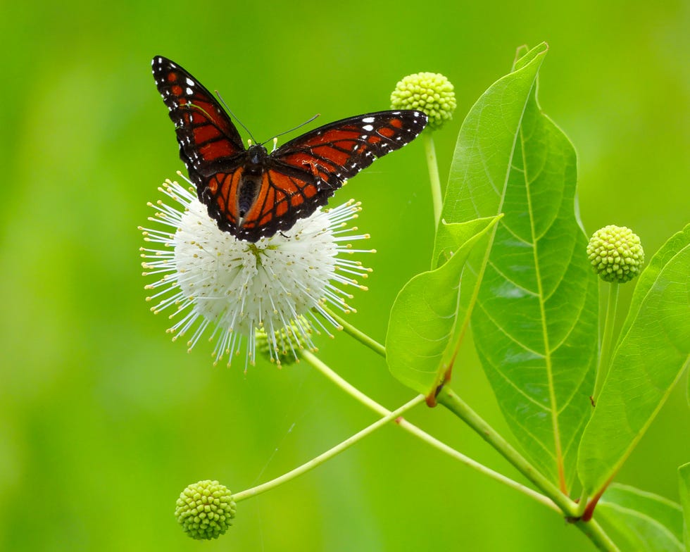 butterfly on a white buttonbush plant