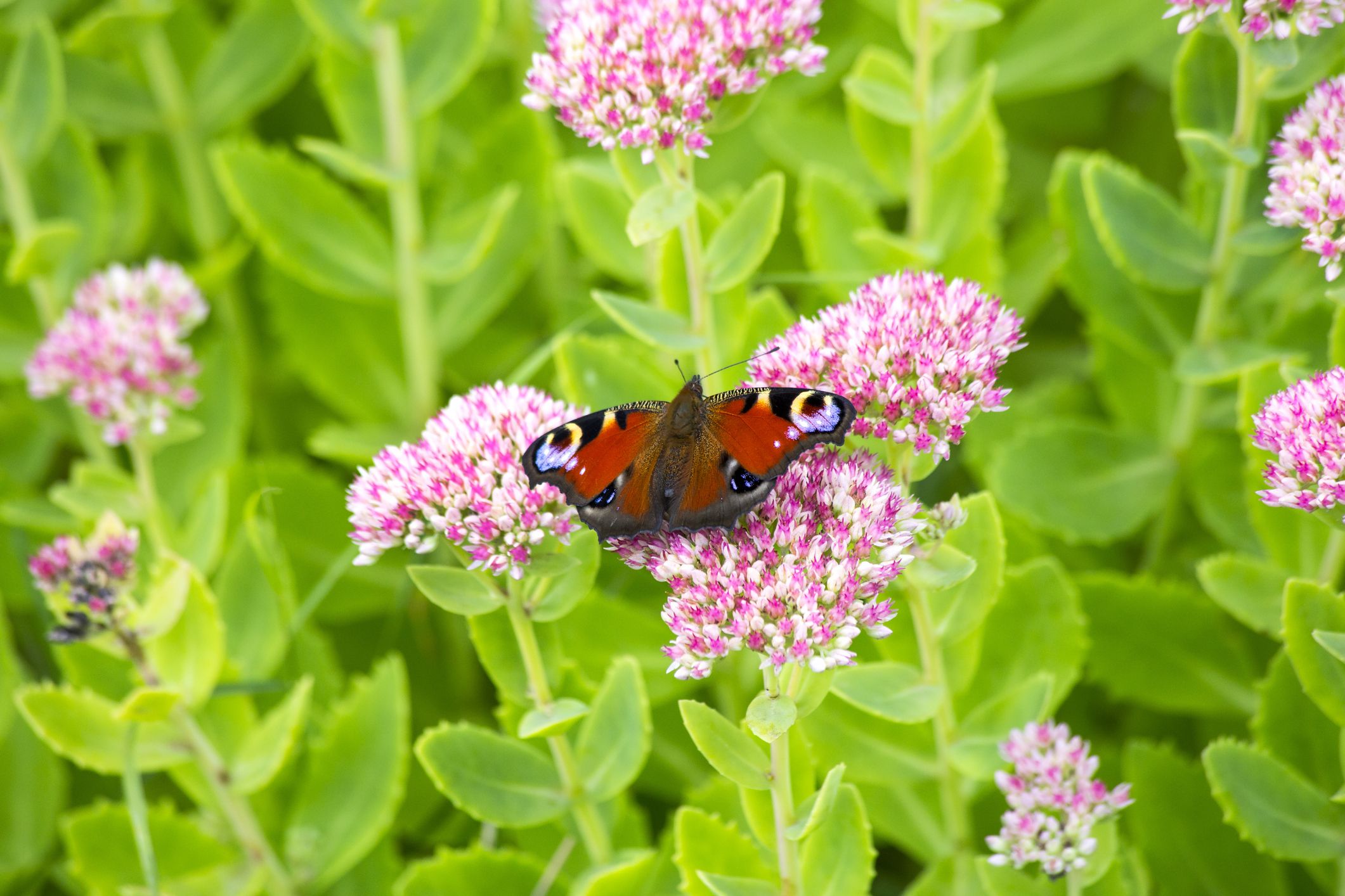 29 flowers that attract butterflies - garden plants that attract