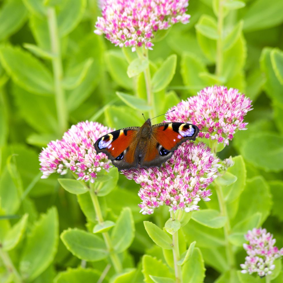25 Plants & Flowers That Attract Butterflies