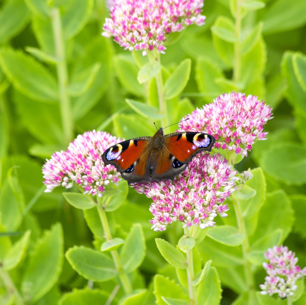 The Best Plants for Attracting Butterflies