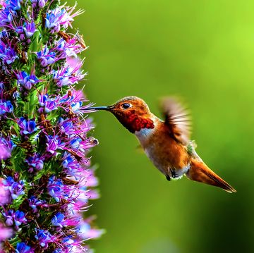 flowers-that-attract-hummingbirds