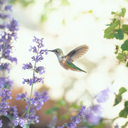 flowers that attract hummingbirds