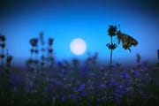 flowers that bloom at night