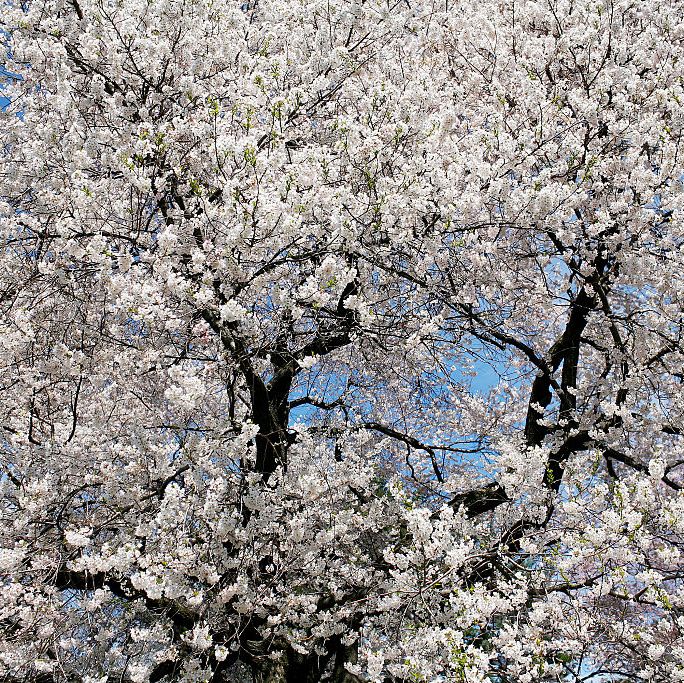 white flowering trees dogwood