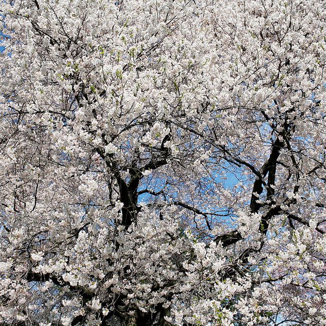 11 Beautiful White Flowering Trees - Best White Flower Trees