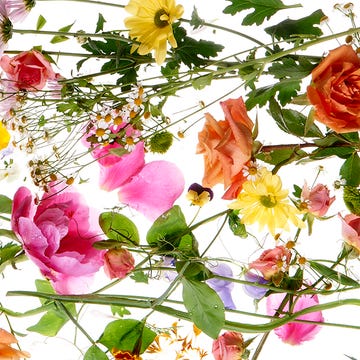 Flowers main image thumbnail Flowers main image thumbnail