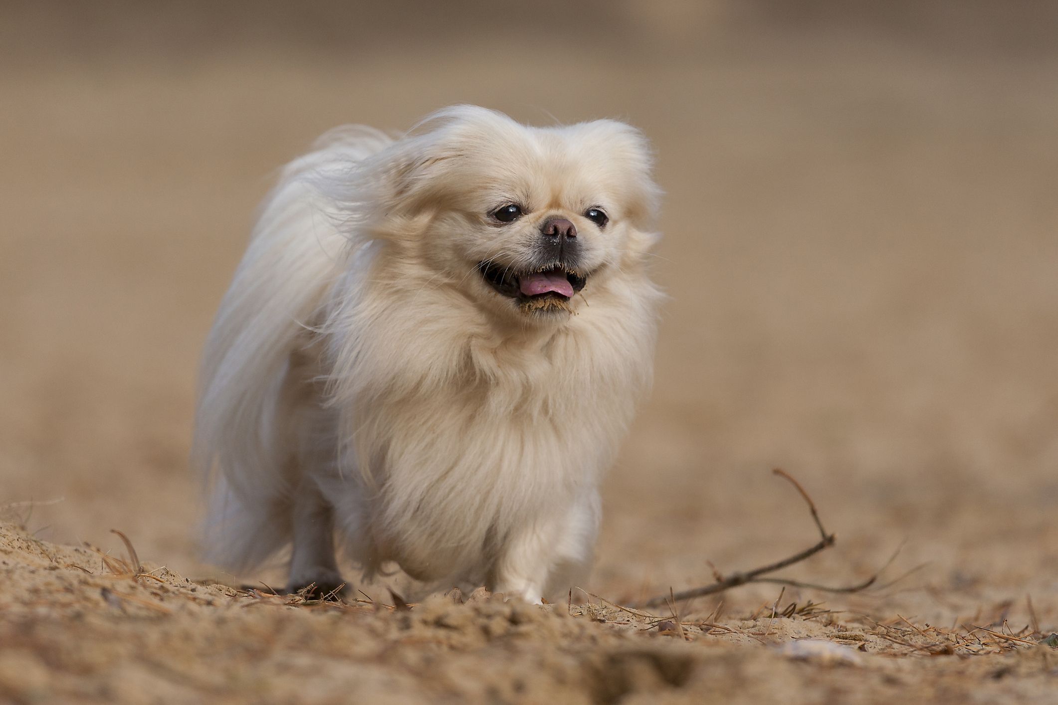 13 Big Fluffy Dog Breeds: Pomeranian, Keeshond, and More