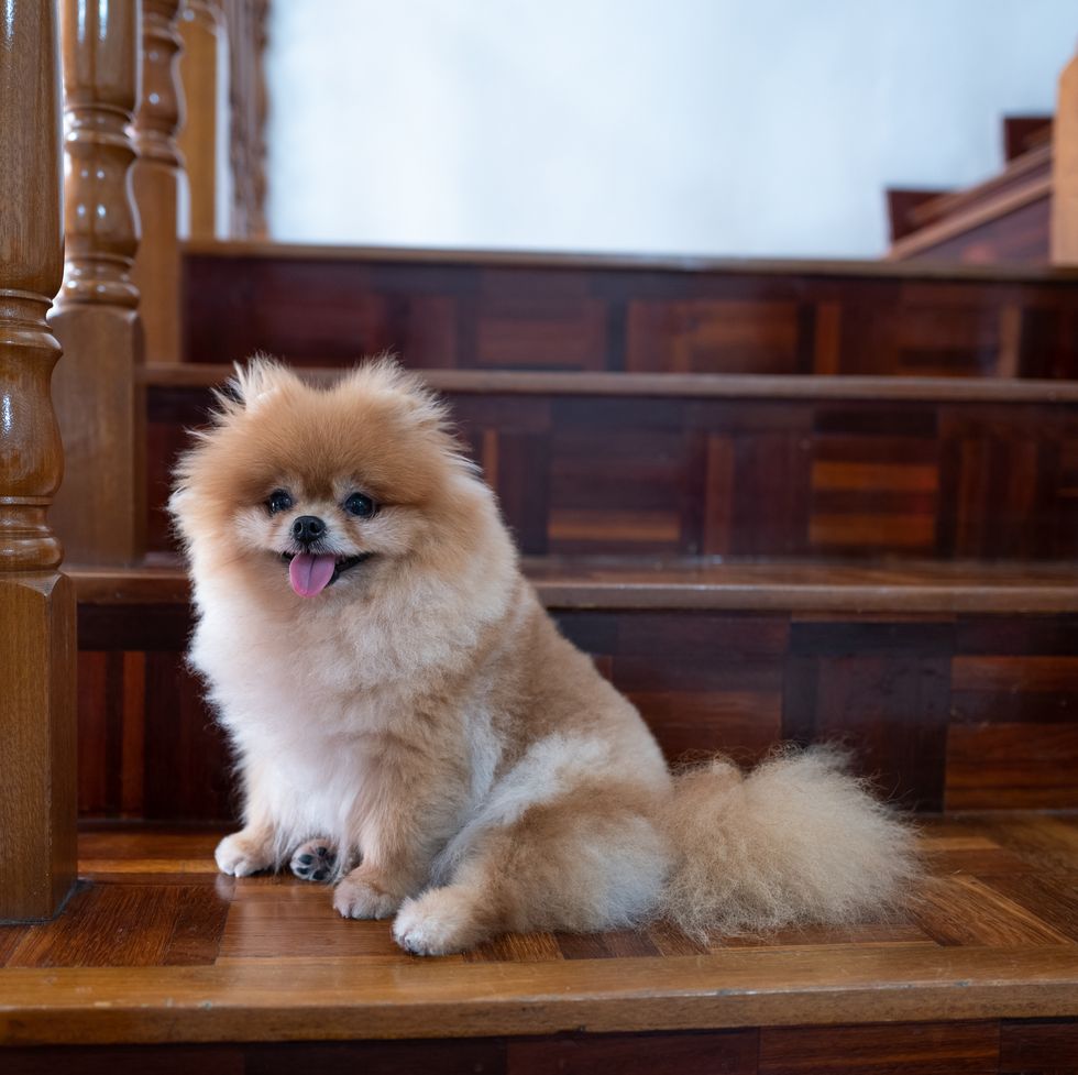 13 Big Fluffy Dog Breeds: Pomeranian, Keeshond, and More