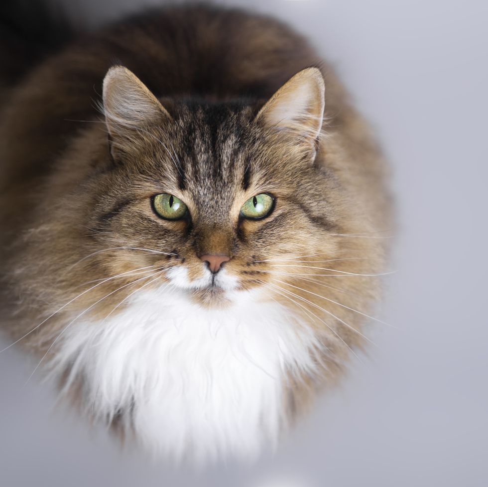 Hypoallergenic Cat Breeds - Cats You Won't Be Allergic To