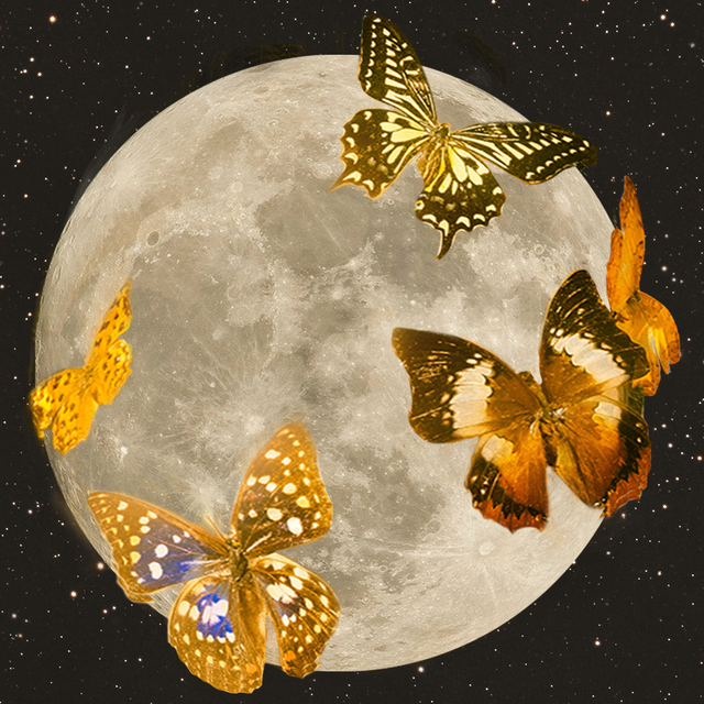 butterflies over the full moon