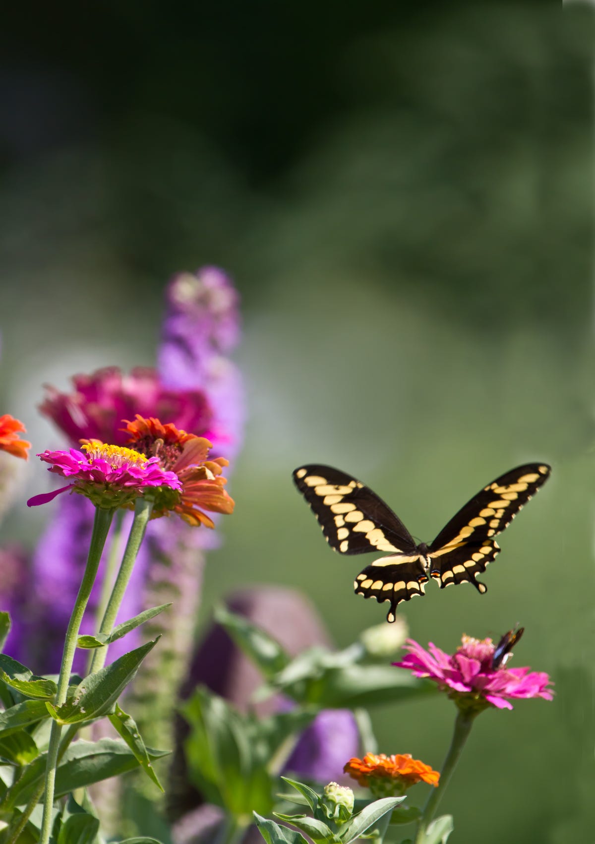 My Daughter’s Life Span Was Short, but Her Wingspan Is Vast