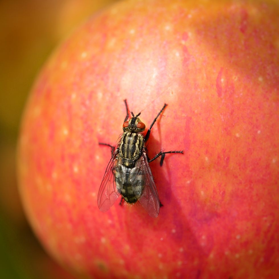 fly sitting on a red apple