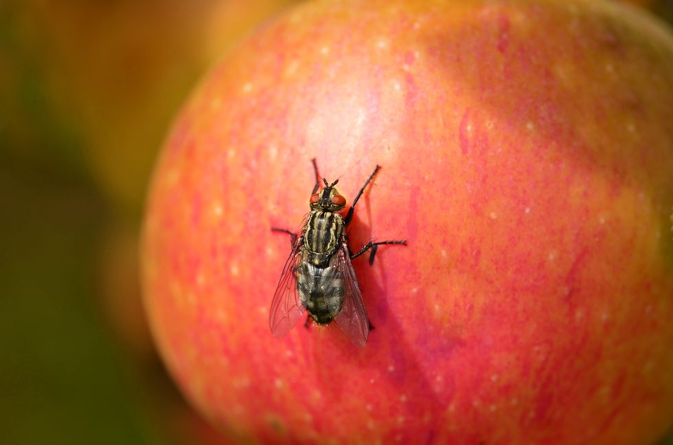 Fly sitting on a red apple
