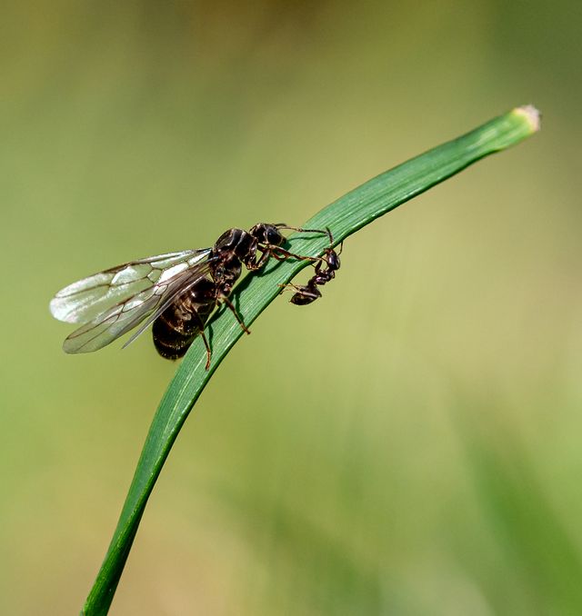 common garden flying ant