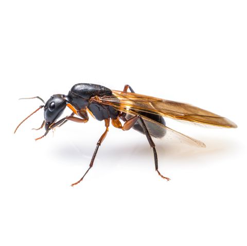 flying ant isolated on white background