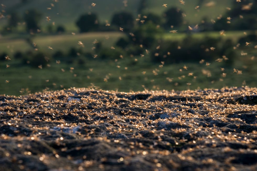 How To Get Rid of Flying Ants Ahead Of Flying Ant Day 2024