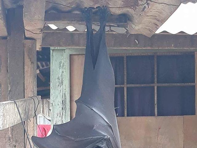 a flying fox bat perched upside down