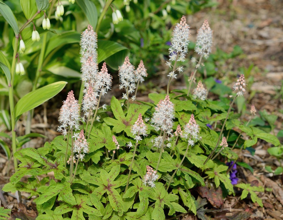 best shade perennials foamflower