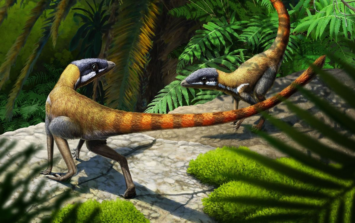In deze reconstructie is te zien hoe twee Scleromochlus taylorizon 231 miljoen jaar geleden in de zinderende hitte van een gebied dat nu Schotland is om elkaar heen draaien Nieuw onderzoek heeft bevestigd dat Scleromochluseen lagerpetide is een nauwe verwant van oeroude vliegende reptielen de pterosaurirs