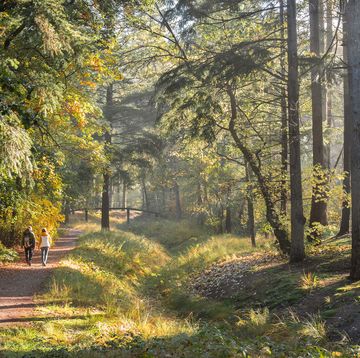 herfst op de utrechtse heuvelrug