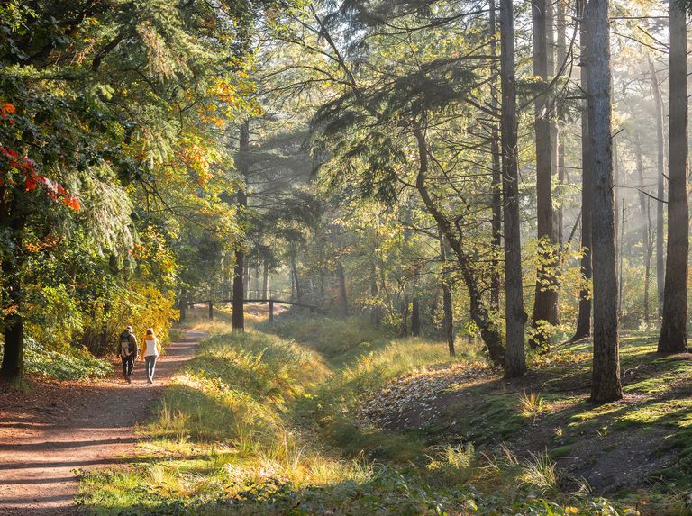 herfst op de utrechtse heuvelrug