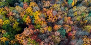 an aerial photo of uk woodland in autumn showing a large group of deciduous trees in various states of shedding colours range from green to deep red, with some trees almost bare