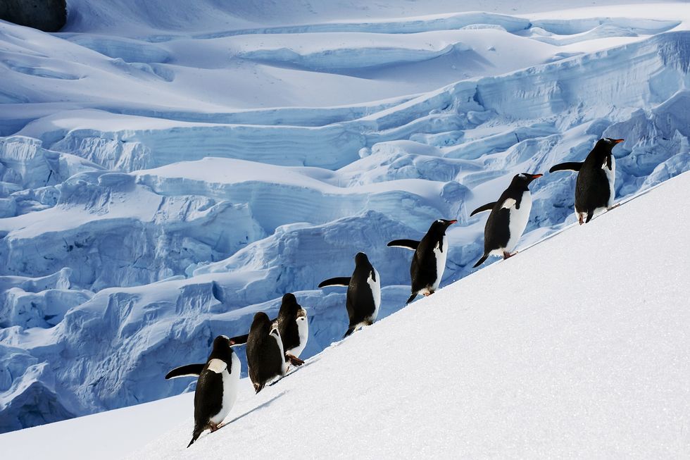факты об антарктиде