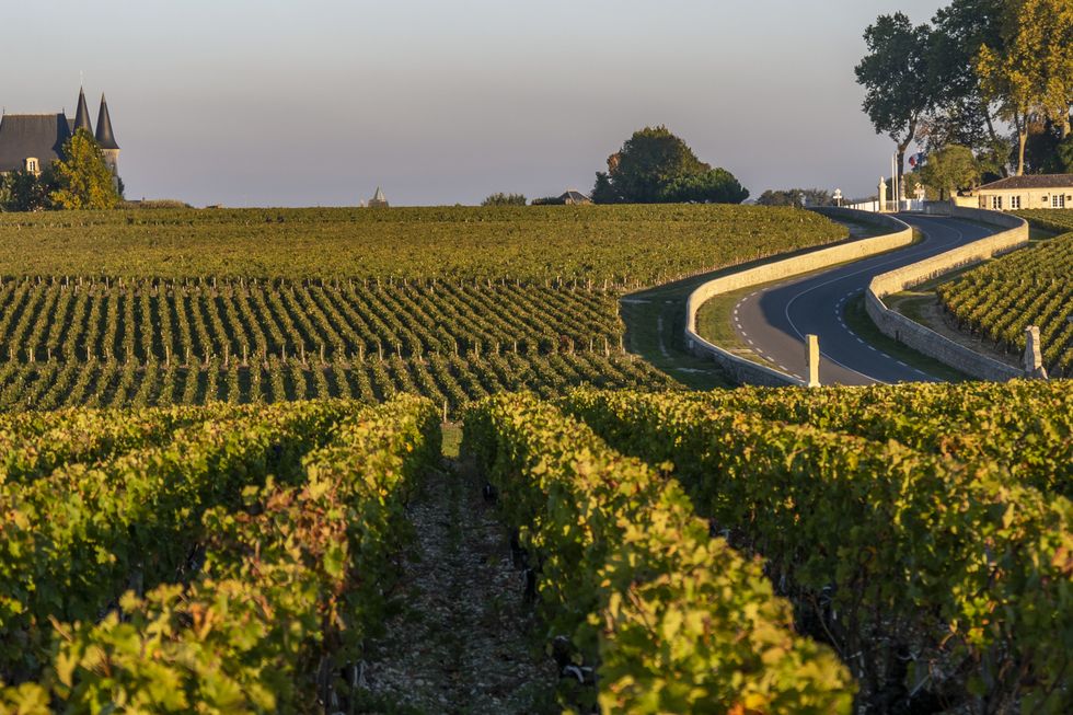 route des chateaux, vineyard in medoc, amous wine estate of bordeaux wine, france