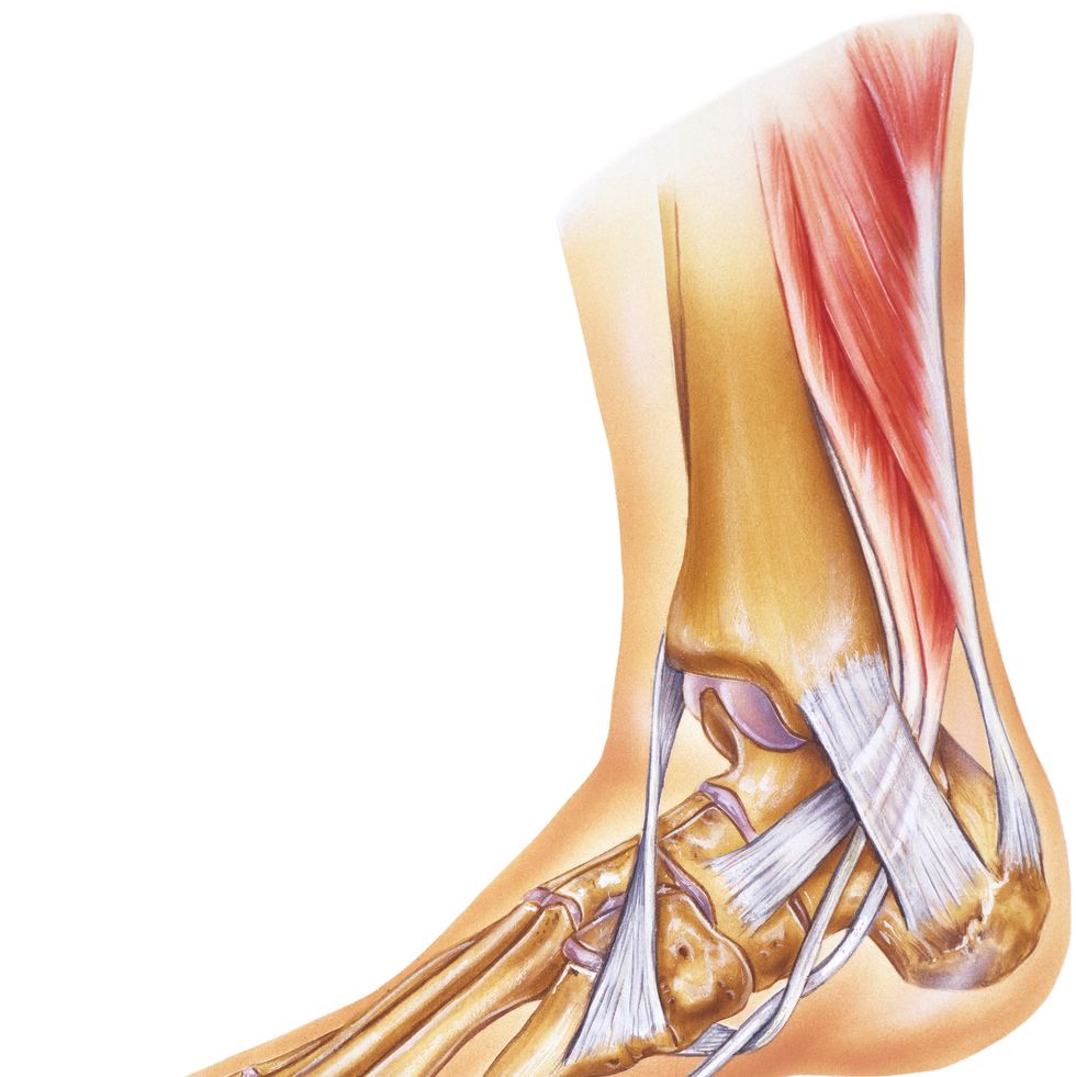 Human ankle joint (right foot)