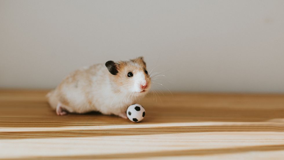 footballer hamster