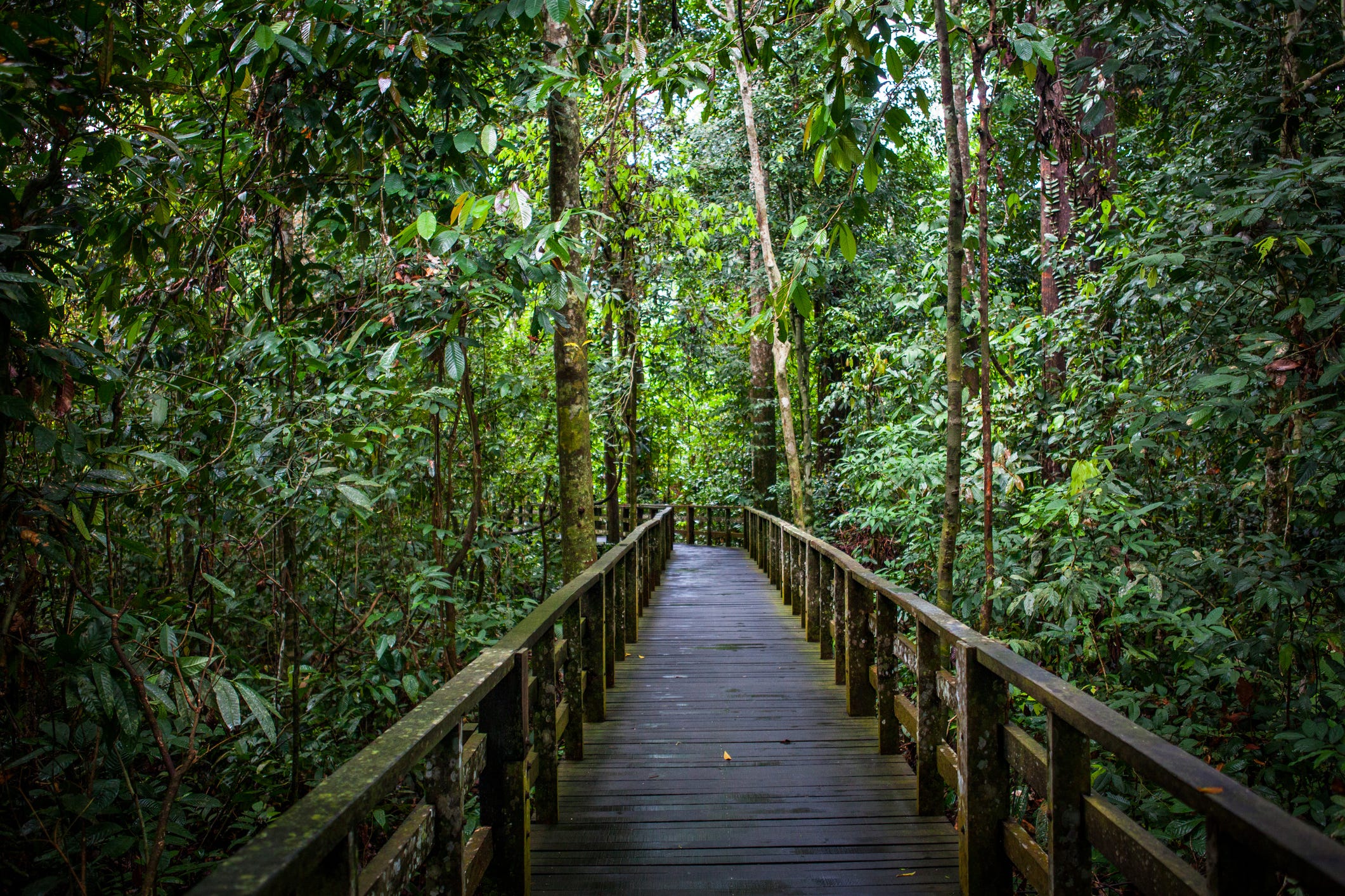 Borneo tours - Borneo orangutan tour