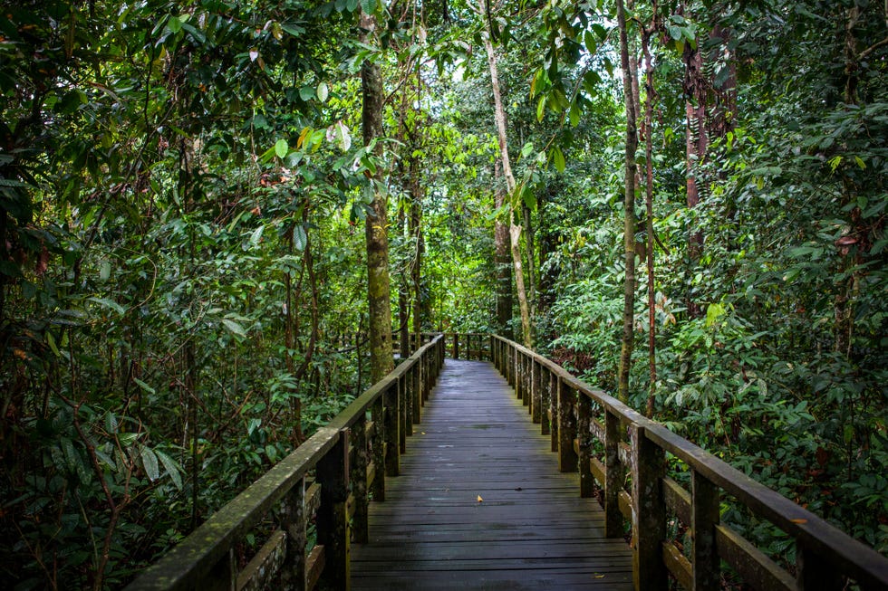 Borneo tours - Borneo orangutan tour