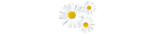 Oxeye daisy, Daisy, mayweed, Flower, Marguerite daisy, camomile, Chamaemelum nobile, chamomile, Daisy, Petal, 