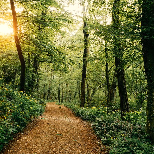 https://hips.hearstapps.com/hmg-prod/images/footpath-through-a-forest-with-sunshine-royalty-free-image-1594040541.jpg?crop=0.627xw:0.940xh;0.0705xw,0.0385xh&resize=640:*