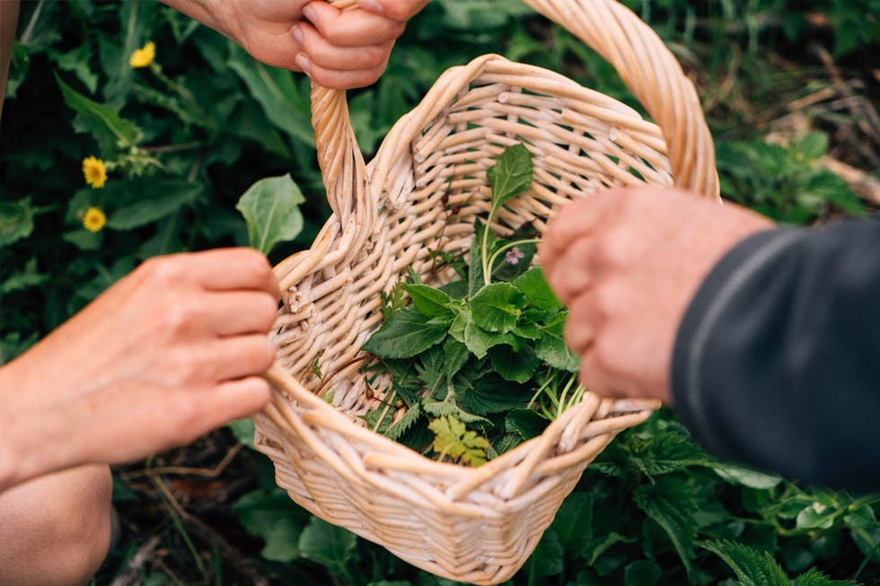 Experience days for couples - foraging