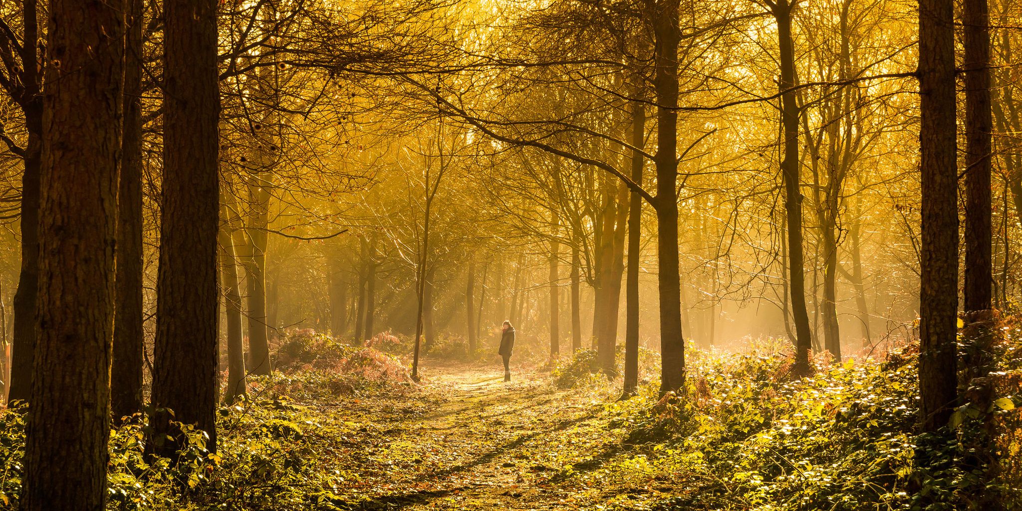 Natural landscape, Nature, People in nature, Tree, Forest, Sunlight, Natural environment, Woodland, Atmospheric phenomenon, Yellow, 