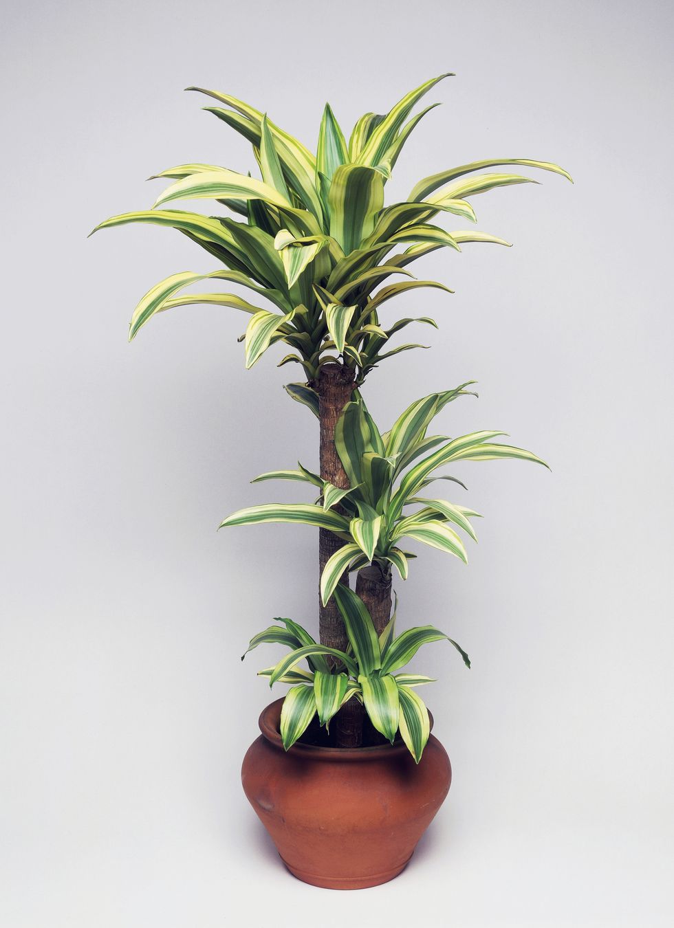 forest dracaena, asparagaceae